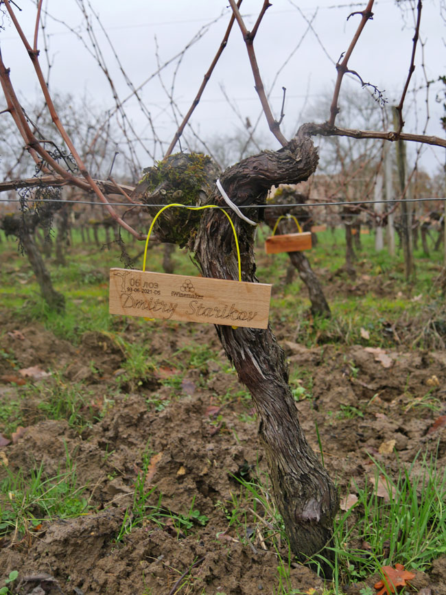 Виноградник на урожай